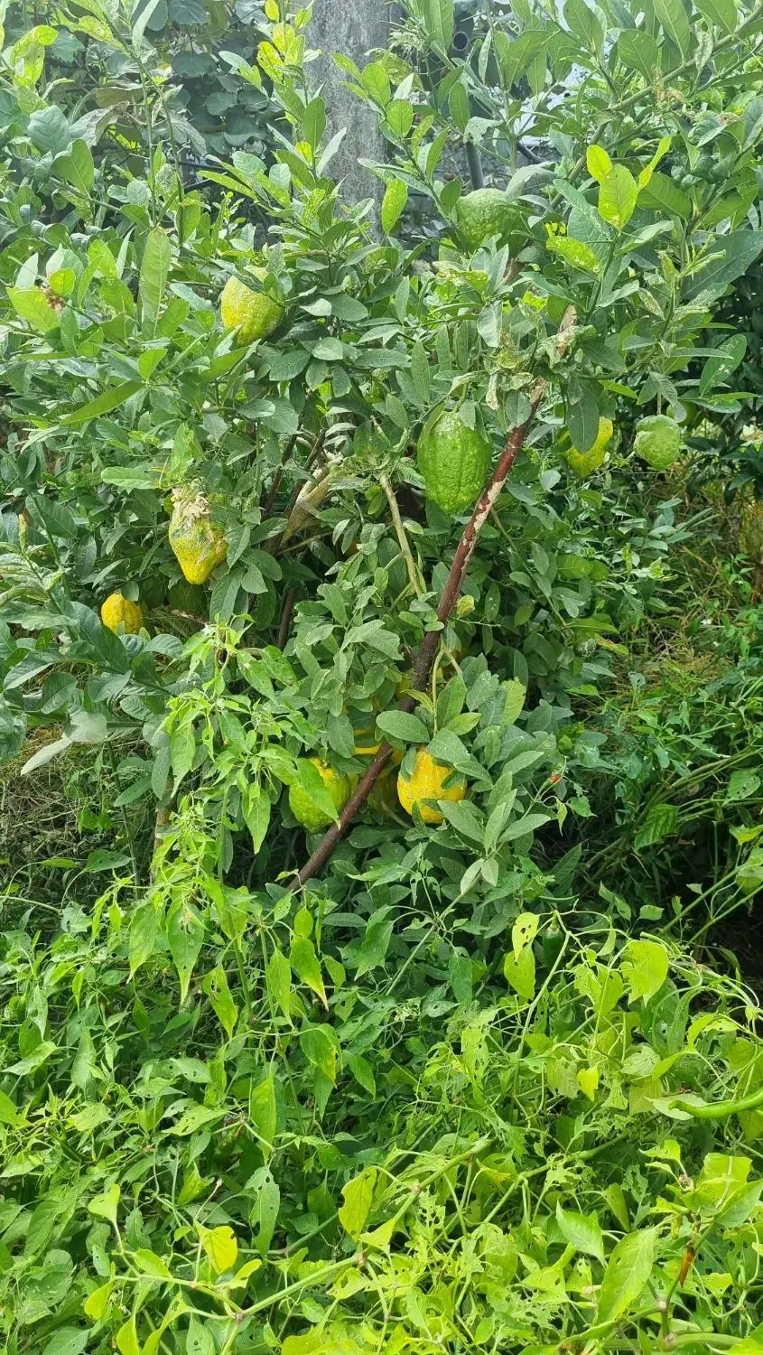 بالنگ|خوردنی و آشامیدنی|خرم‌آباد (تنکابن), |دیوار