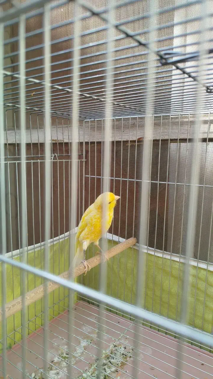 قناری  نر شلاقی و دوتا ماده|پرنده|خمینی‌شهر, |دیوار