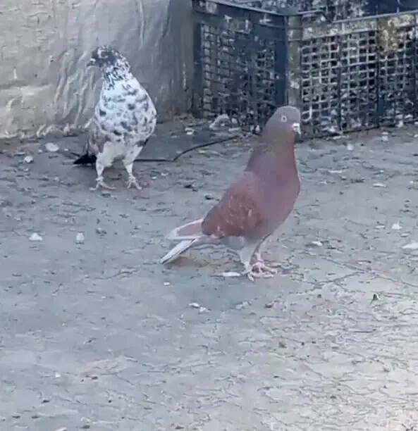 جفت کبوتر پرشی|پرنده|بانه, |دیوار