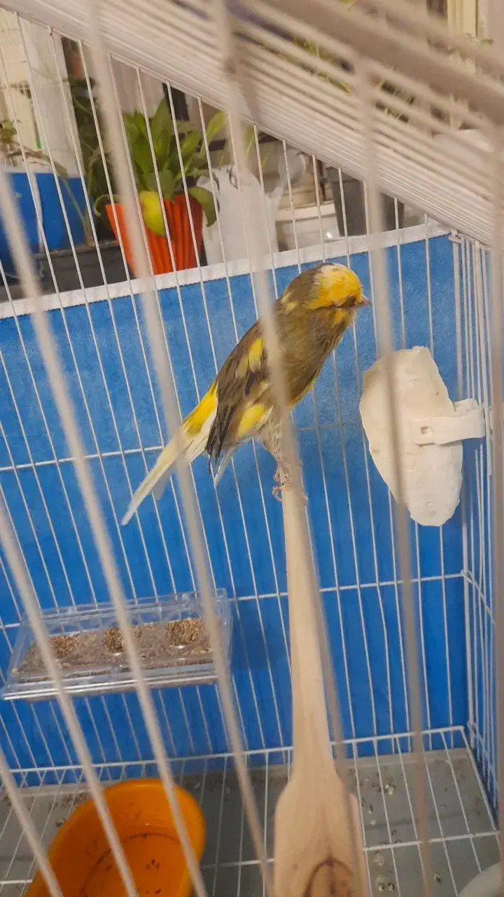 قناری سوپر ابلغ نر|پرنده|شهرضا, |دیوار