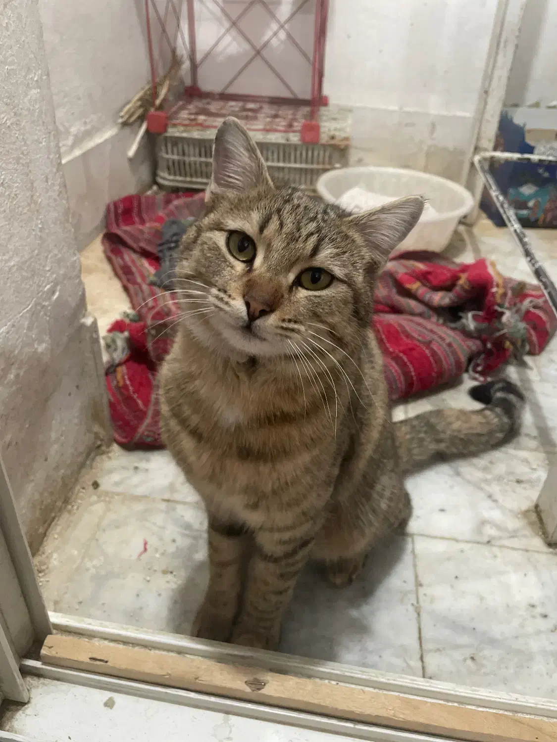 پیدا شده|حیوانات|اصفهان, جلفا|دیوار