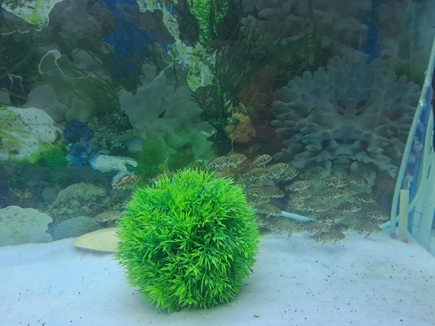 جوجه اسکار تعداد ..دورود|ماهی|بروجرد, |دیوار