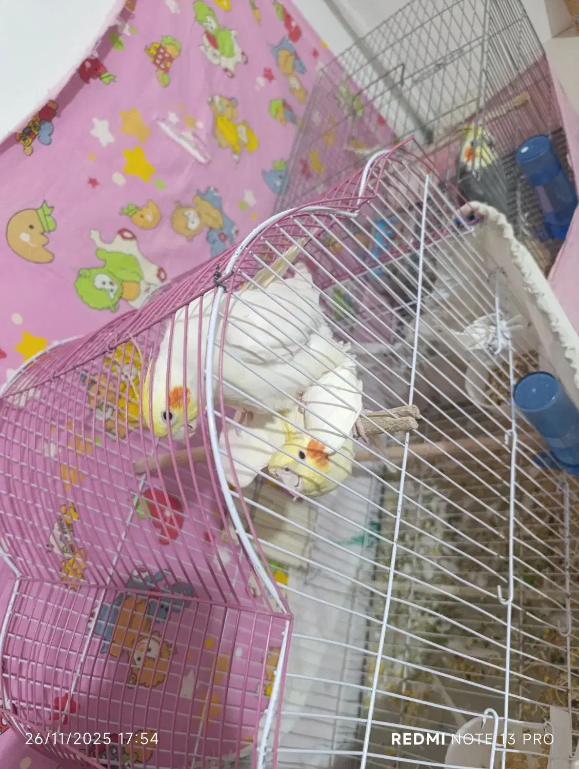 عروس هلندی مولد لوتینو روی تخم|پرنده|ارومیه, |دیوار