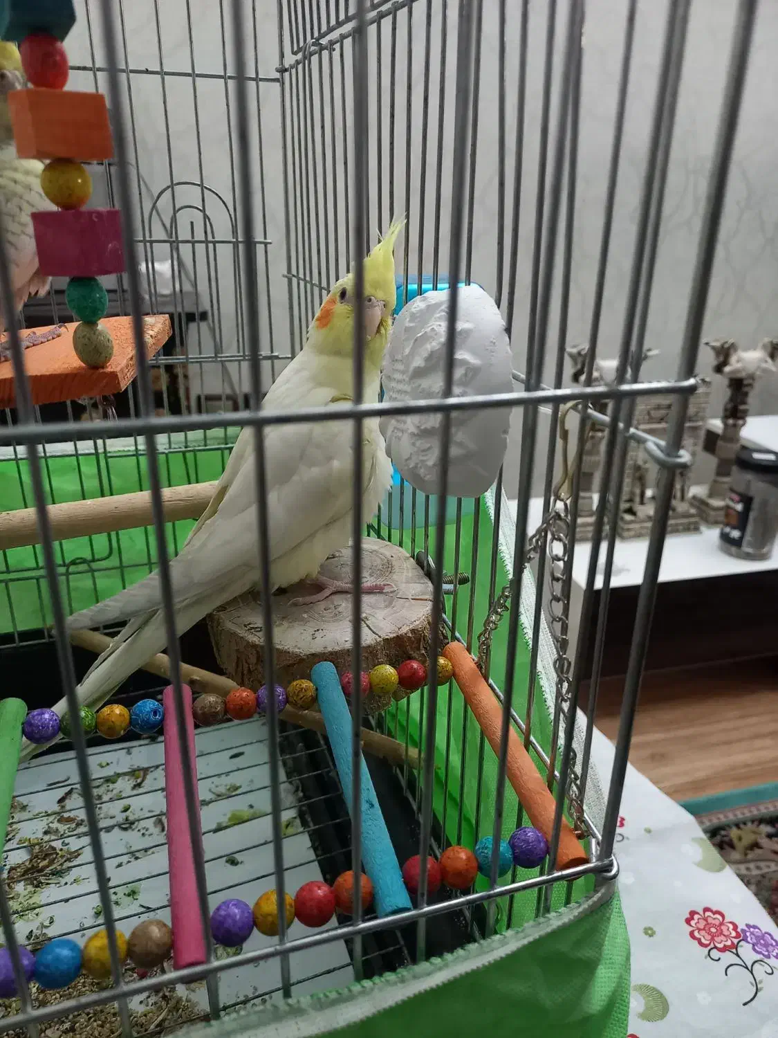 عروس هلندی لوتینو|پرنده|فردیس, شهرک وحدت|دیوار