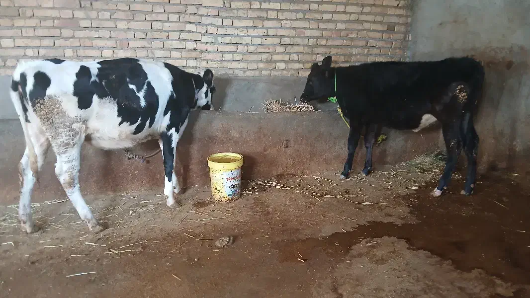 تریسه آبستن|حیوانات مزرعه|بجنورد, |دیوار