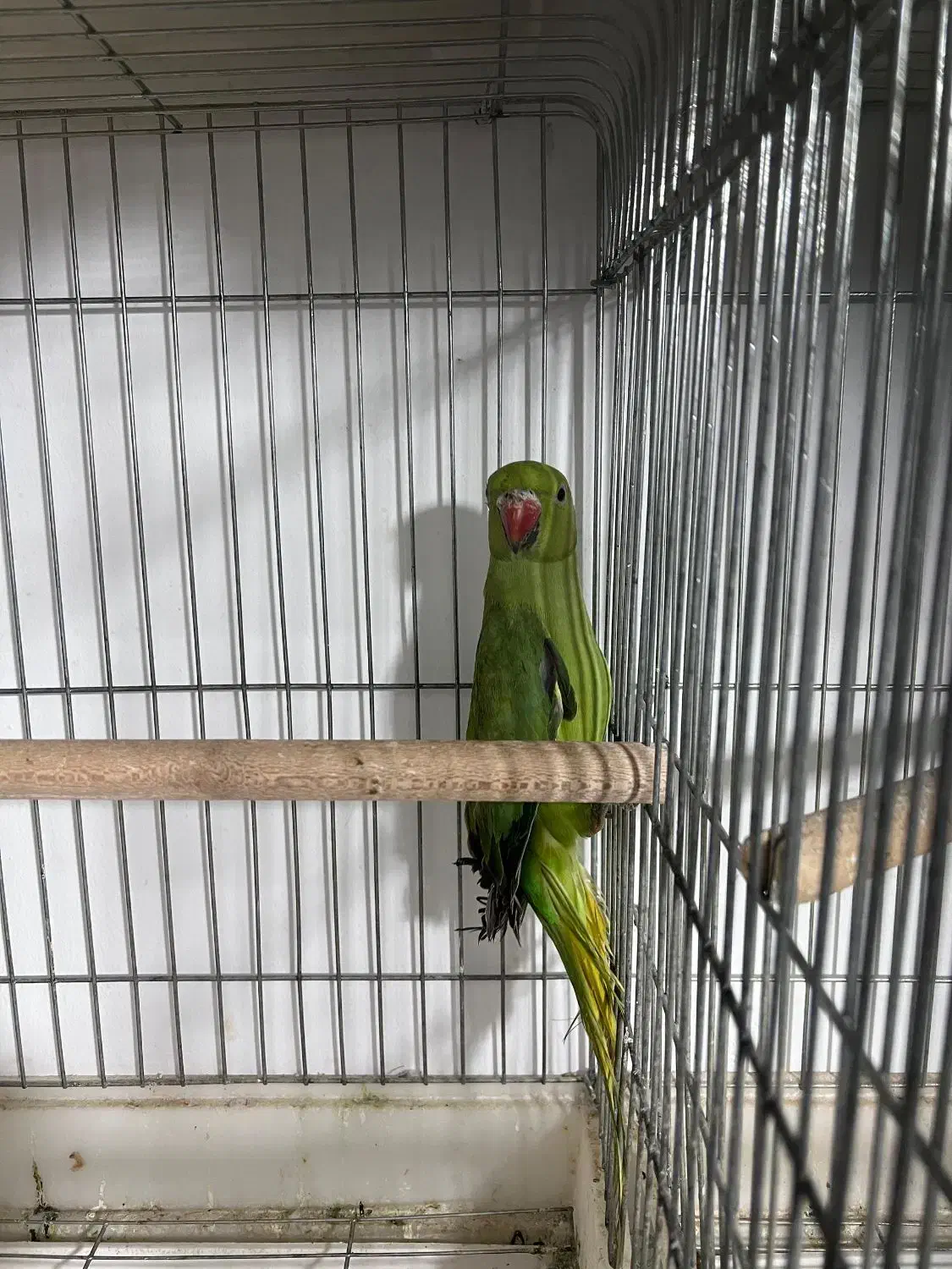 ملنگو رنگی خورشیدی راهب گرینچیک عروس|پرنده|شیراز, شهرک گلها|دیوار