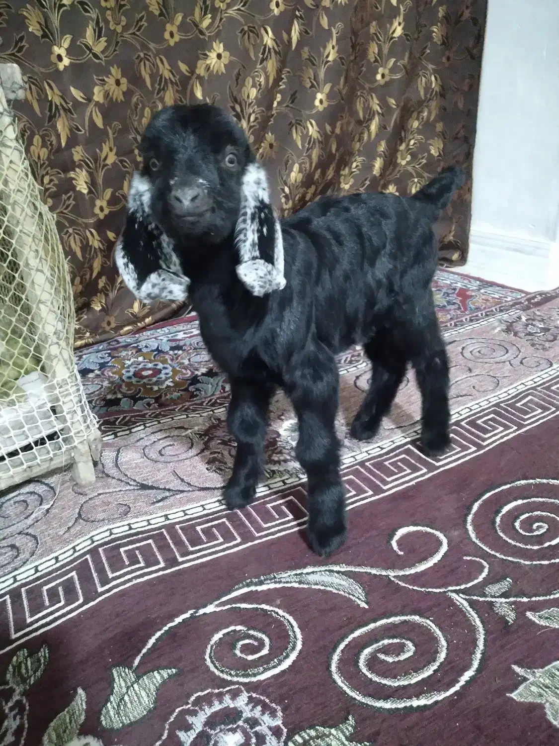 بزغاله شیری ماده|حیوانات مزرعه|دورود, |دیوار