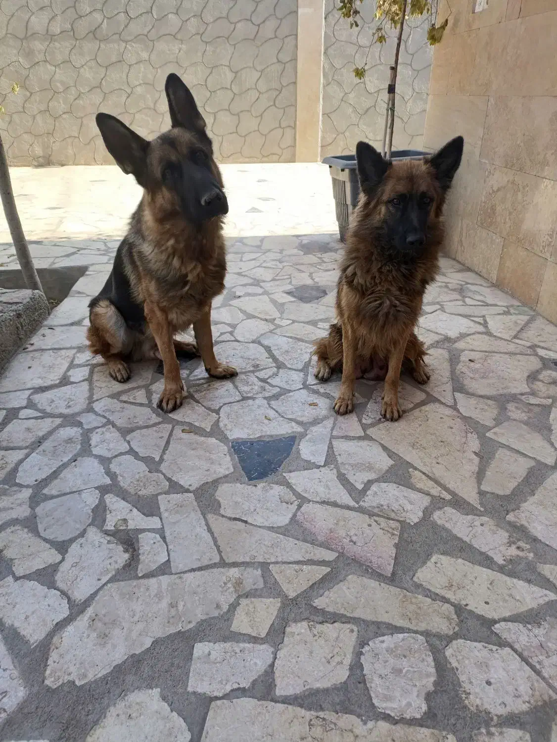 فروش سگ ژرمن شپرد|سگ|نجفآباد, ویلاشهر|دیوار