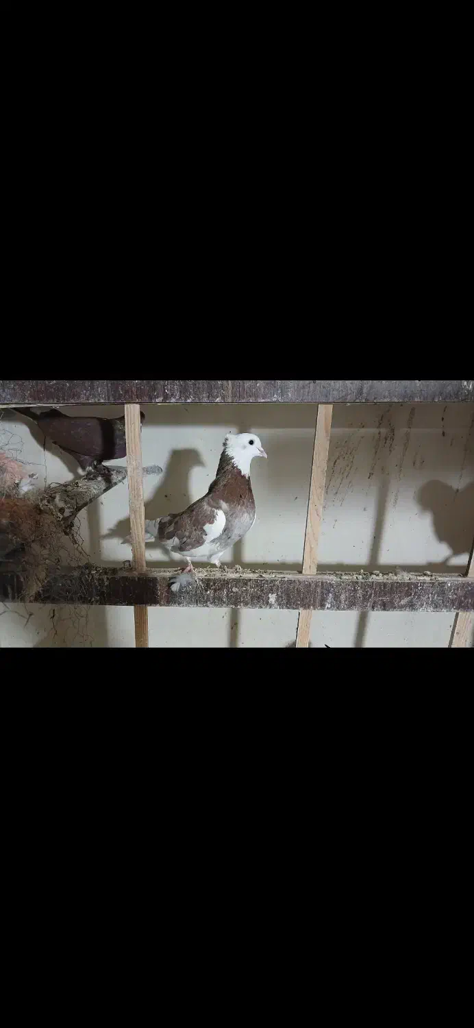 کبوتر پرشی|پرنده|شهریار, شهریار|دیوار