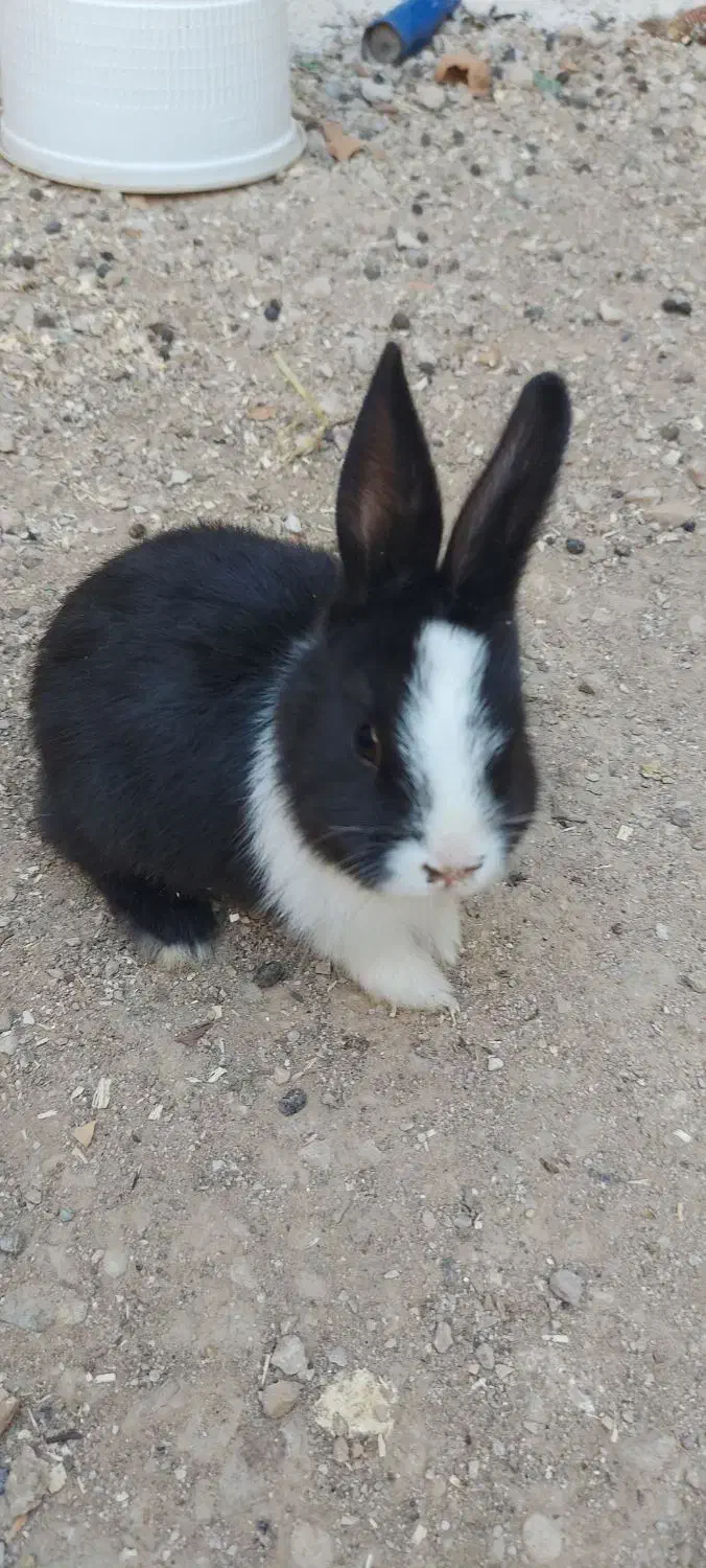 فروش بچه خرگوش|موش و خرگوش|فیروزآباد (فارس), |دیوار