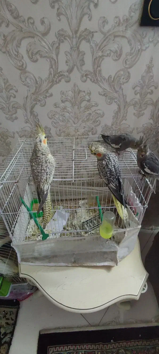 جوجه عروس هلندی|پرنده|مشهد, فاطمیه|دیوار