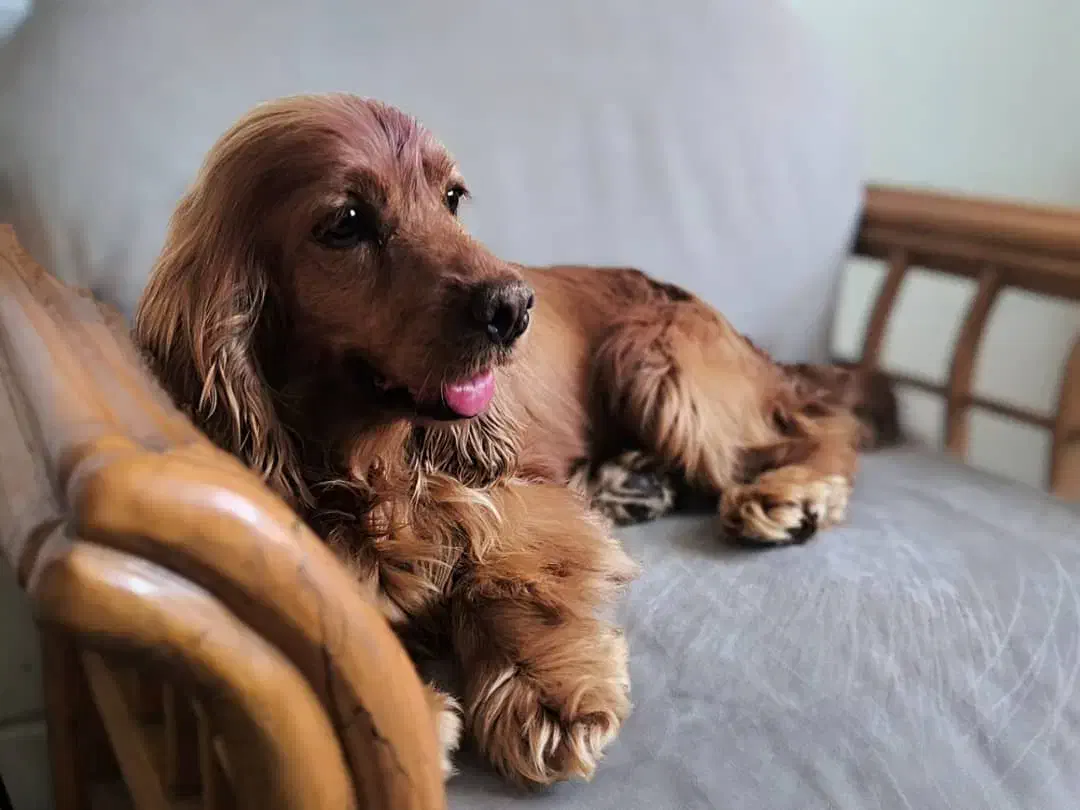 سگ نر و ماده کوکر اسپنیل|سگ|قزوین, |دیوار