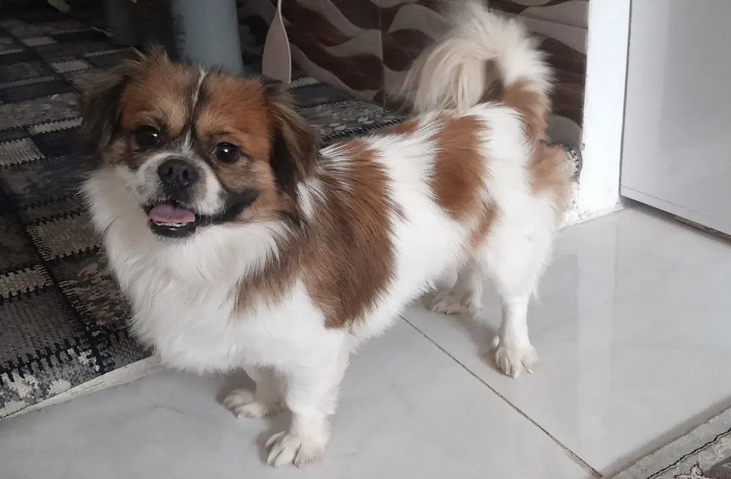 سگ پاکوتاه|سگ|مشهد, نظام دوست|دیوار