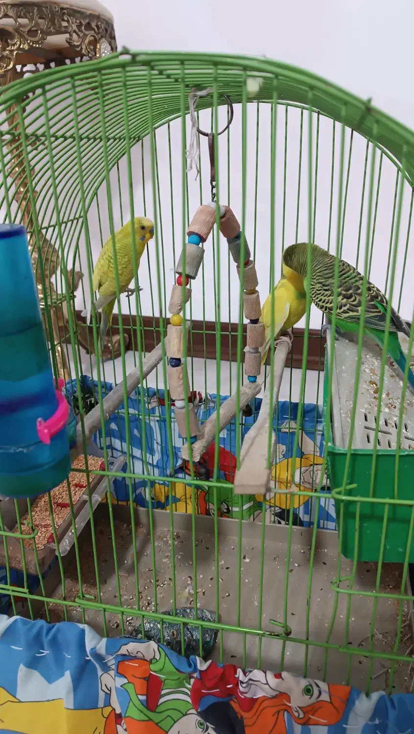 مرغ عشق|پرنده|گلستان (تهران), |دیوار