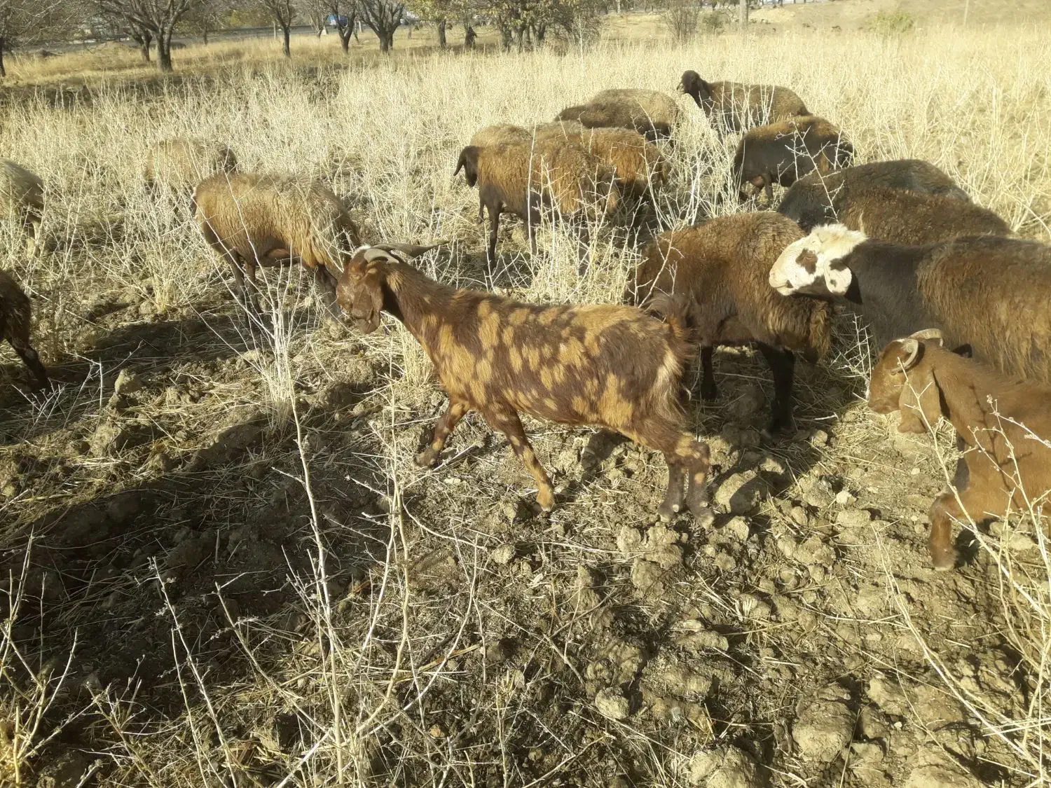 تی بز ماده چاق چاق واسه سر بریدن و داشتی|حیوانات مزرعه|نهاوند, |دیوار