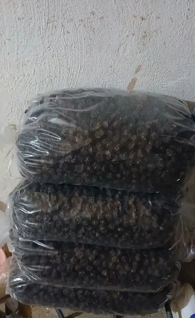 آلوچه آفتابی|خوردنی و آشامیدنی|مراغه, |دیوار