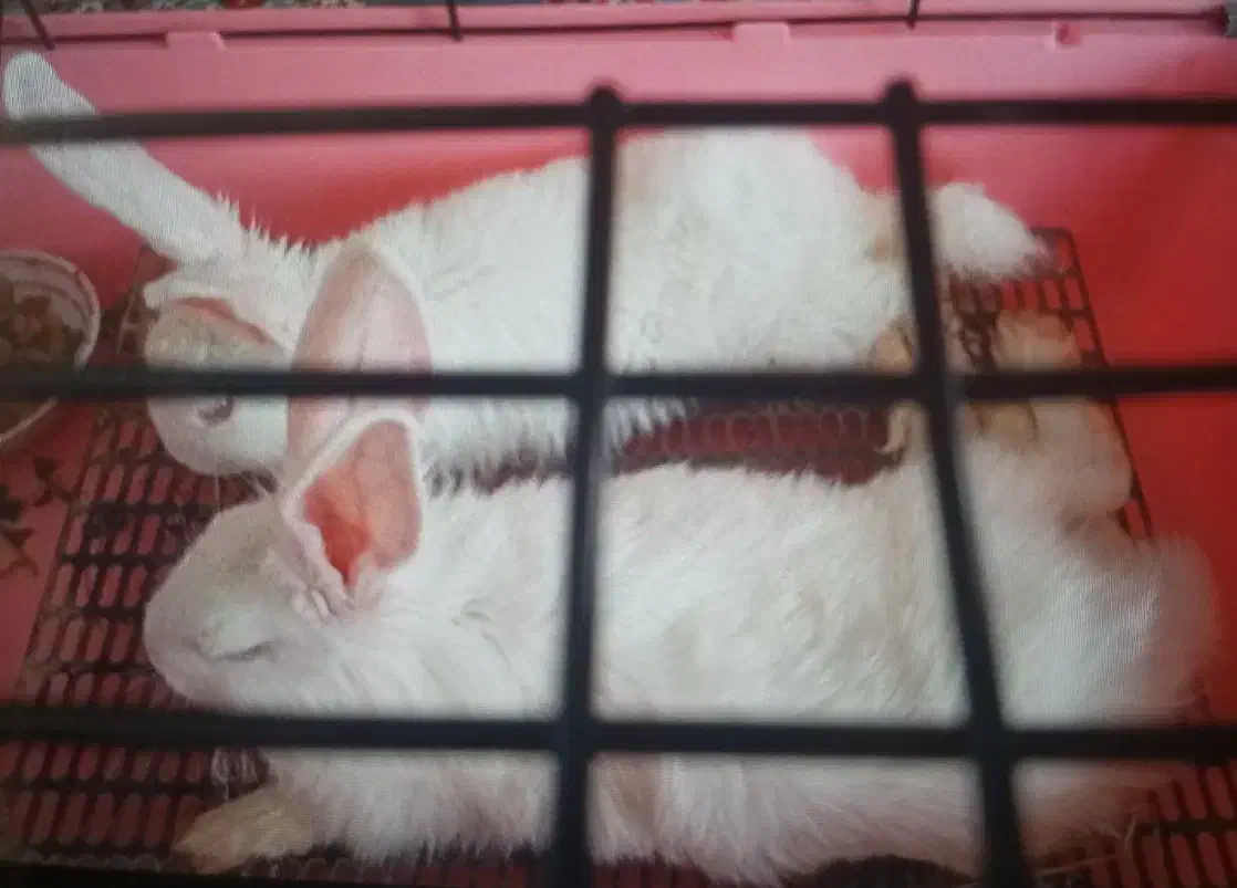 فروش خرگوش|موش و خرگوش|بلداجی, |دیوار