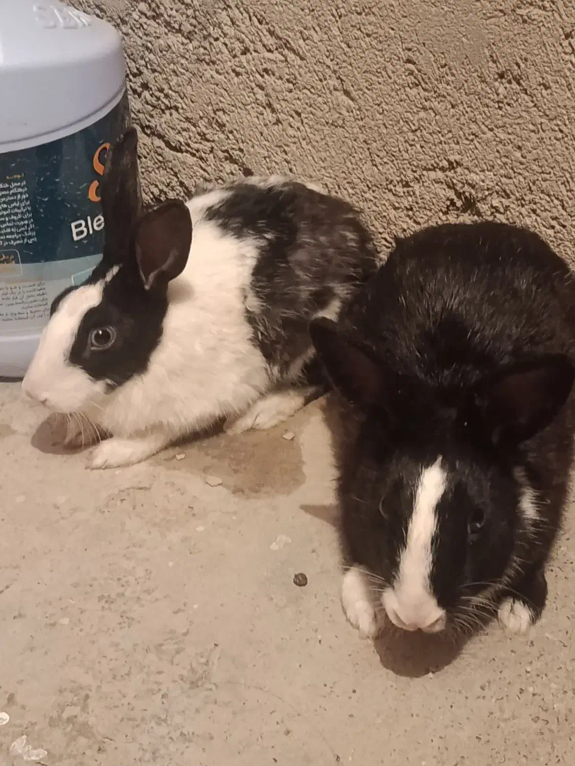 جفت خرگوش|موش و خرگوش|زابل, |دیوار