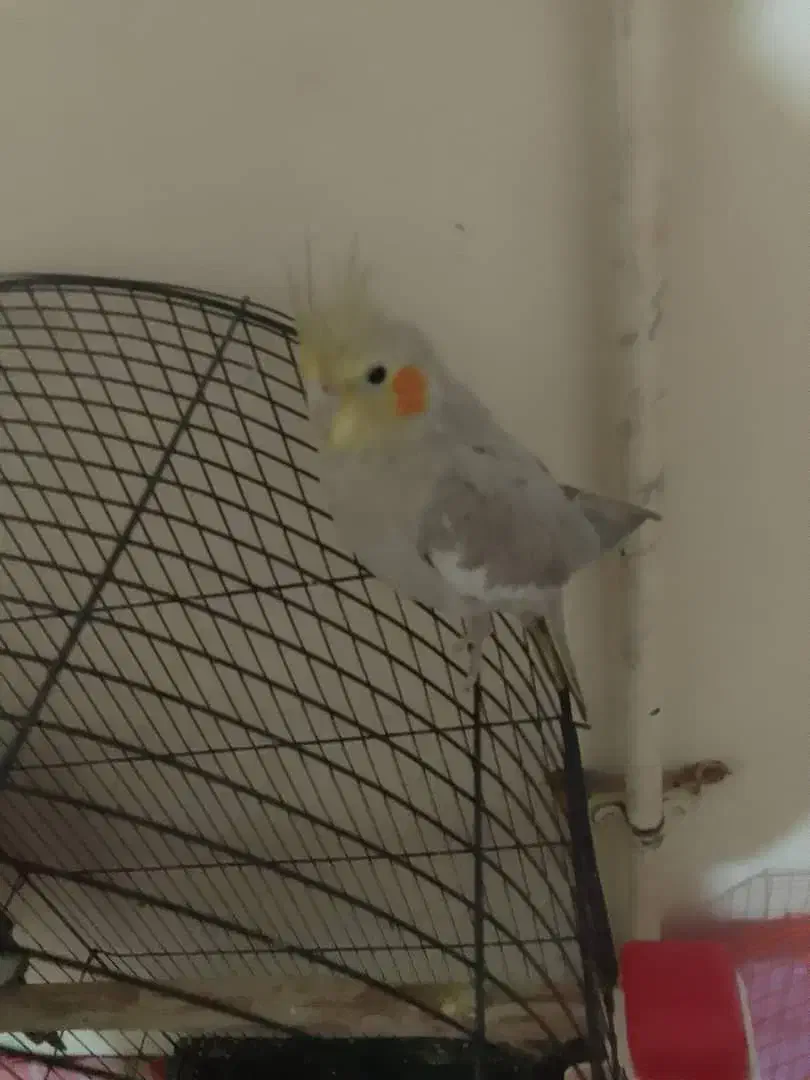 عروس پاریس|پرنده|سوسنگرد, |دیوار