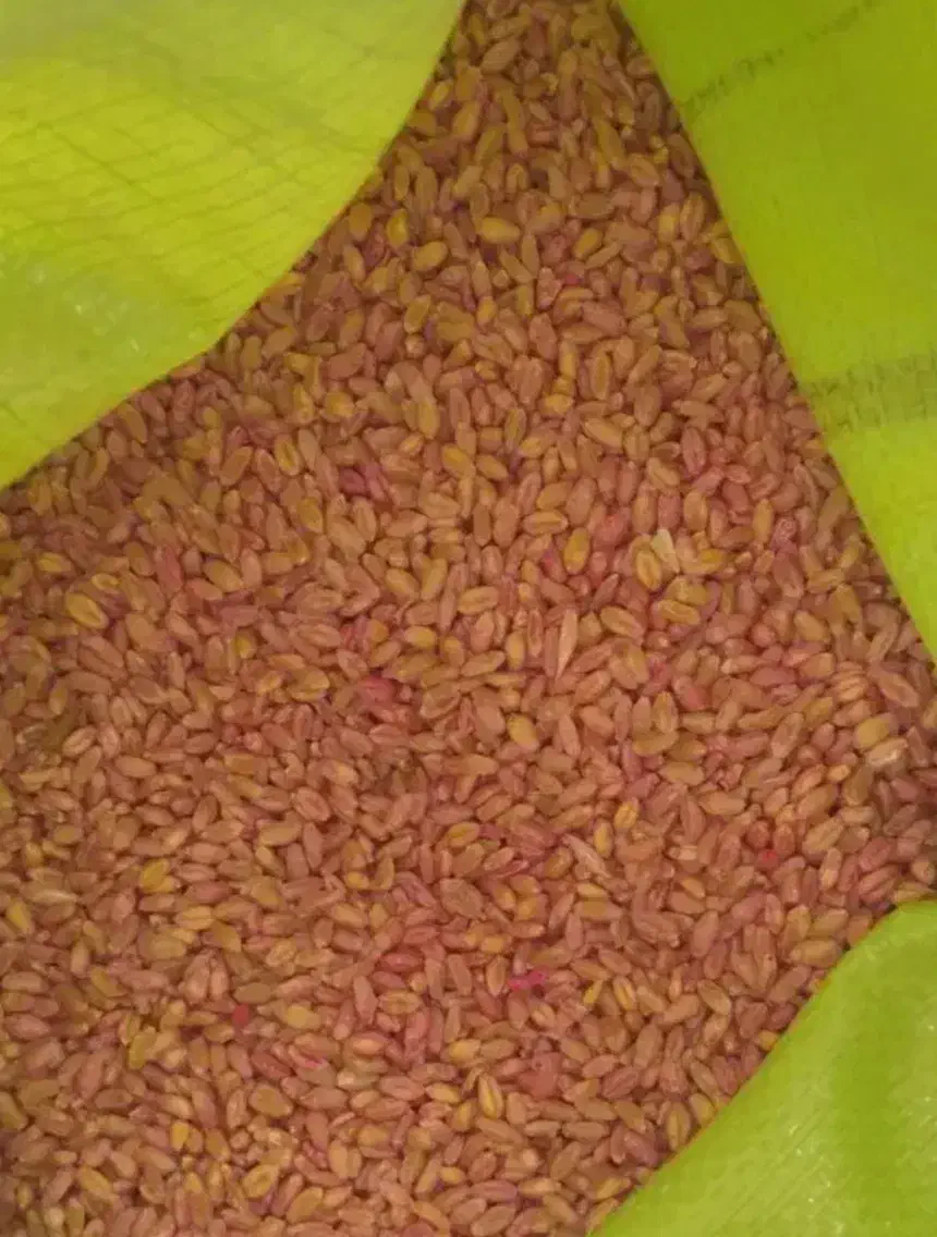 گندم آبی بذری|گل و گیاه طبیعی|الشتر, |دیوار