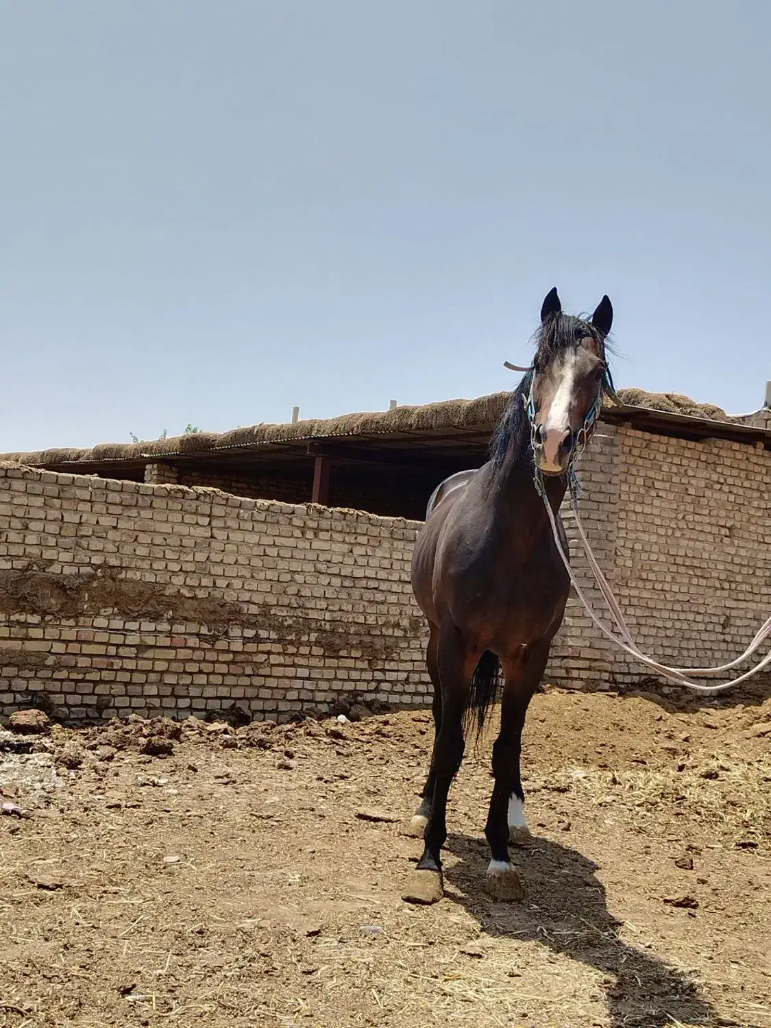 اسب|اسب و تجهیزات اسب‌سواری|پیشوا, |دیوار