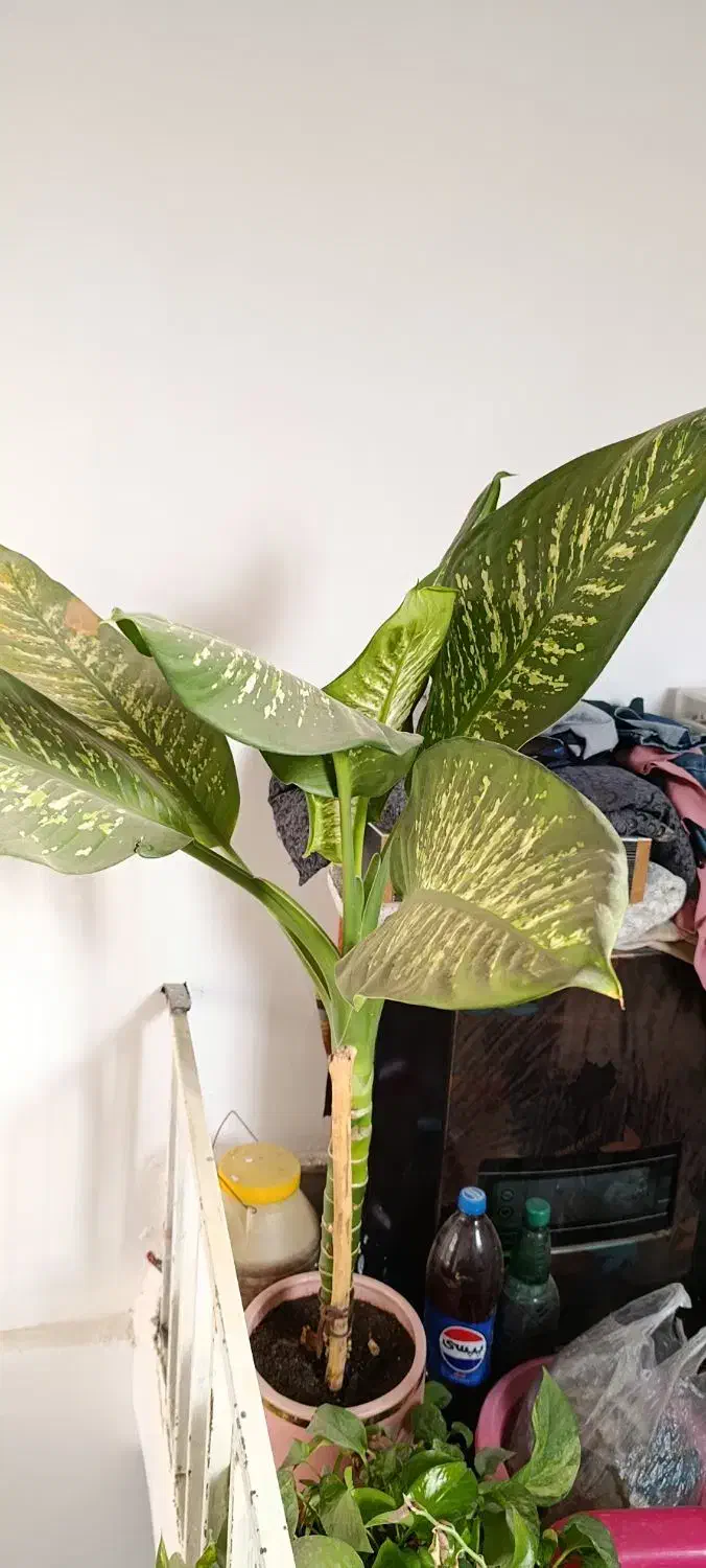 گل طبیعی شاداب|گل و گیاه طبیعی|اسدآباد, |دیوار