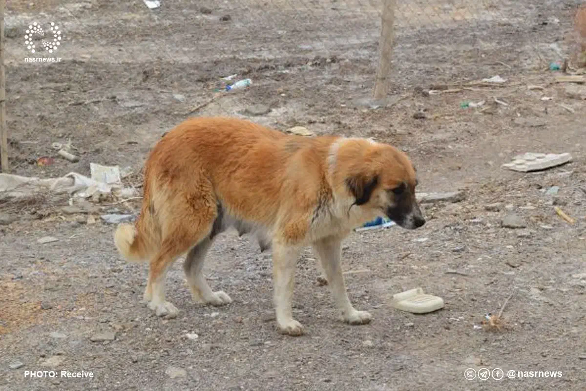 فروش سگ|سگ|مشهد, پرکندآباد|دیوار