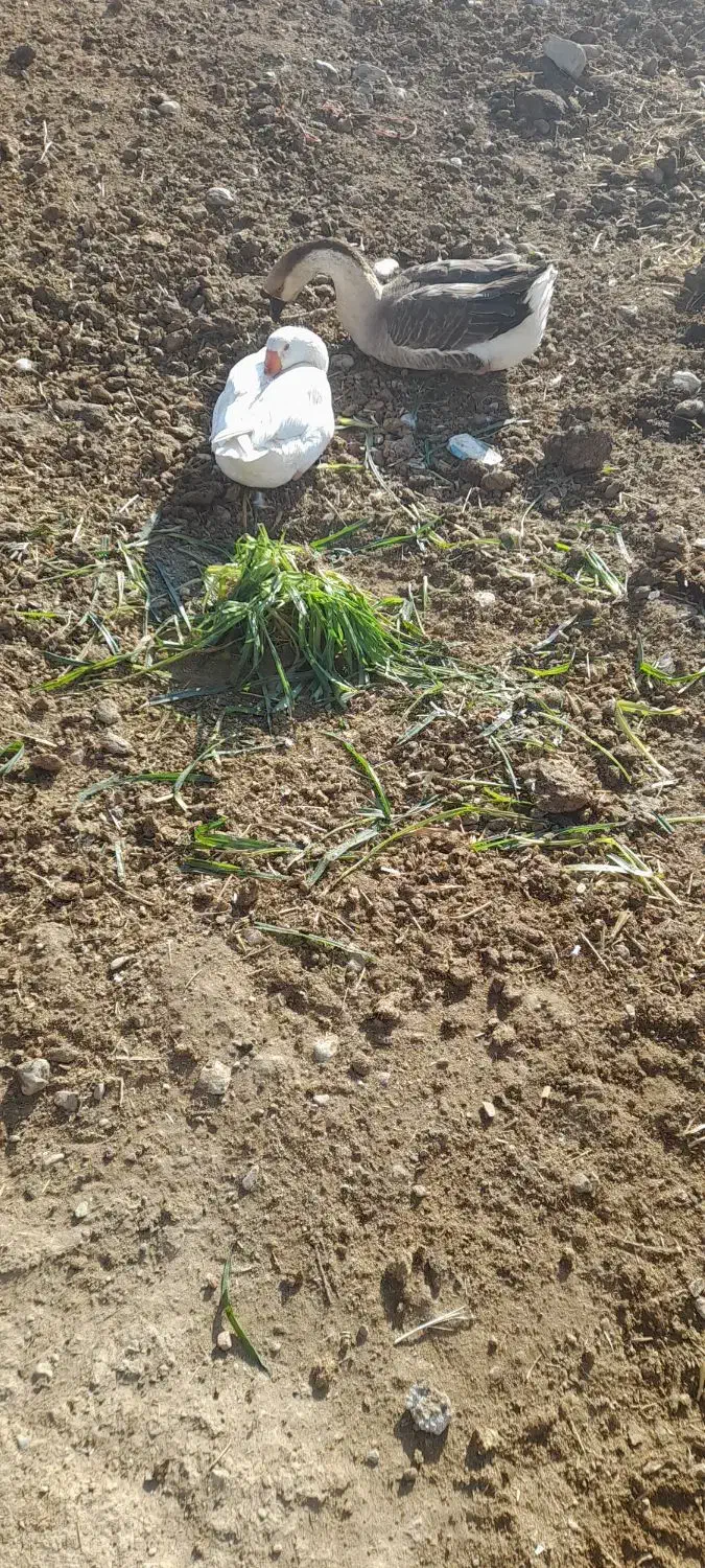 قو غاز|حیوانات مزرعه|گیان, |دیوار