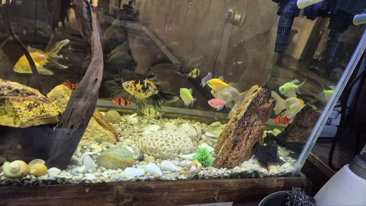 آکواریوم همراه با ماهی|ماهی|اصفهان, خانه اصفهان|دیوار