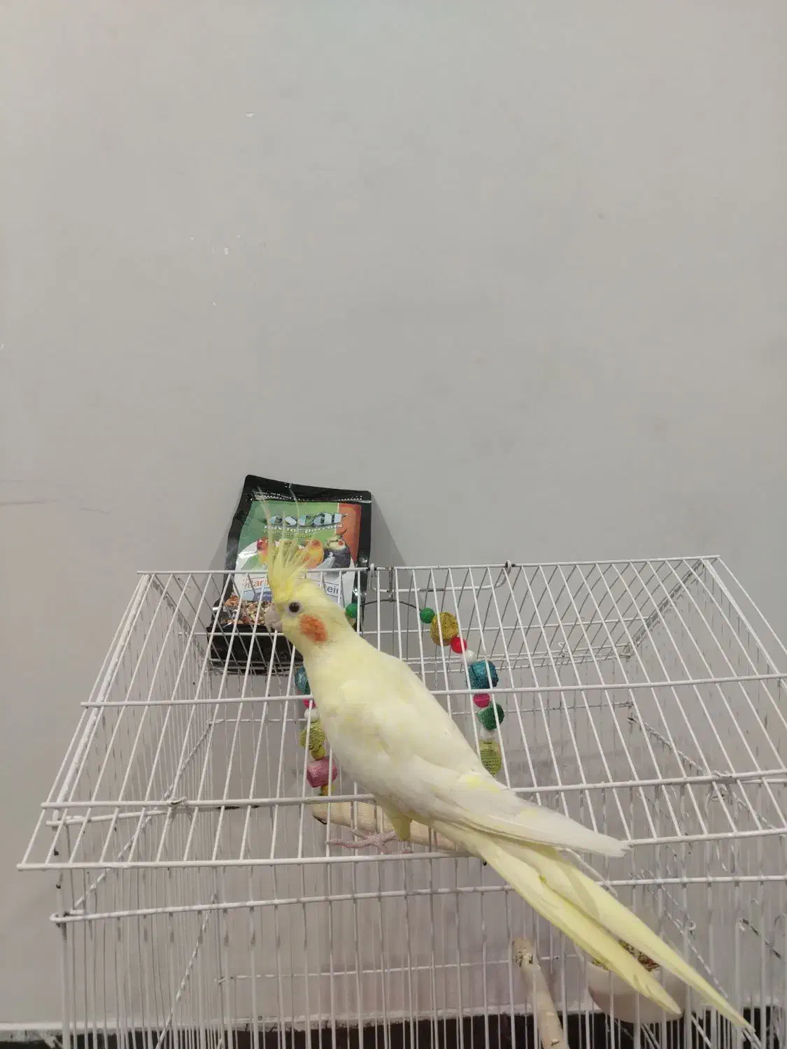 عروس هلندی|پرنده|برازجان, |دیوار