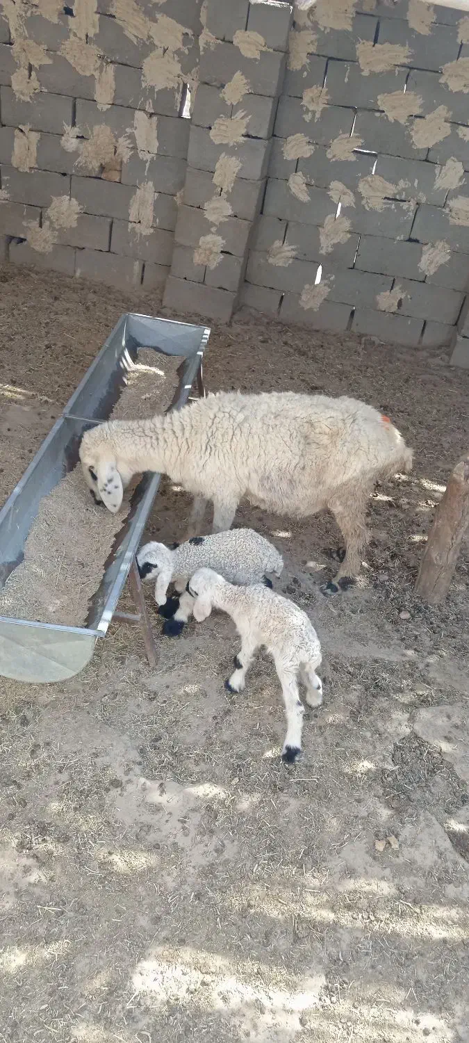 گوسفند جملی حیکلی با دوبره نروماده|حیوانات مزرعه|زابل, |دیوار