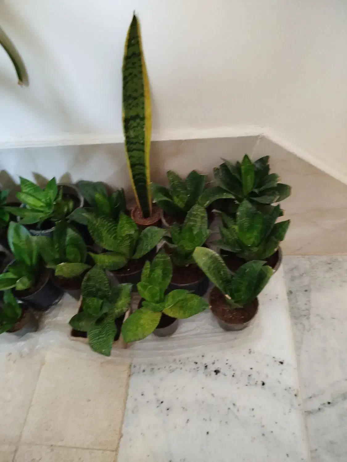 گل سانسوریا کوتاه|گل و گیاه طبیعی|سبزوار, امیریه|دیوار