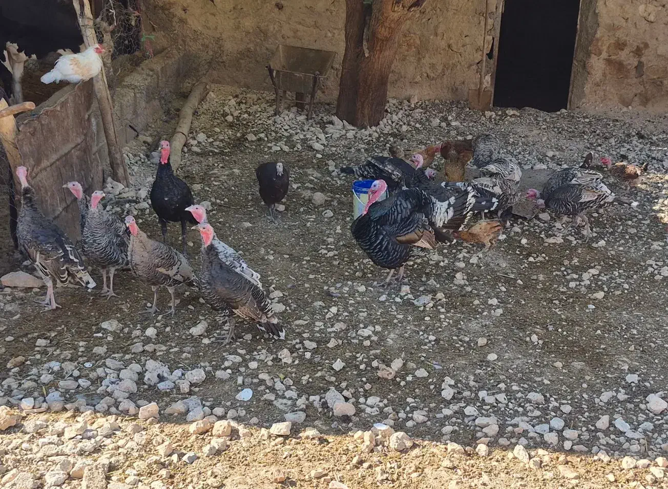 بوقلمون نر و ماده سرحال|حیوانات مزرعه|شباب, |دیوار