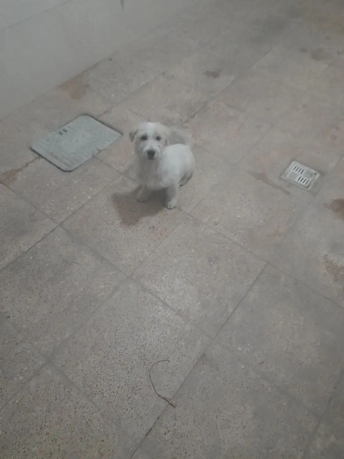 سگ ۵۰۰ تومن|سگ|محمدیه-قزوین, |دیوار