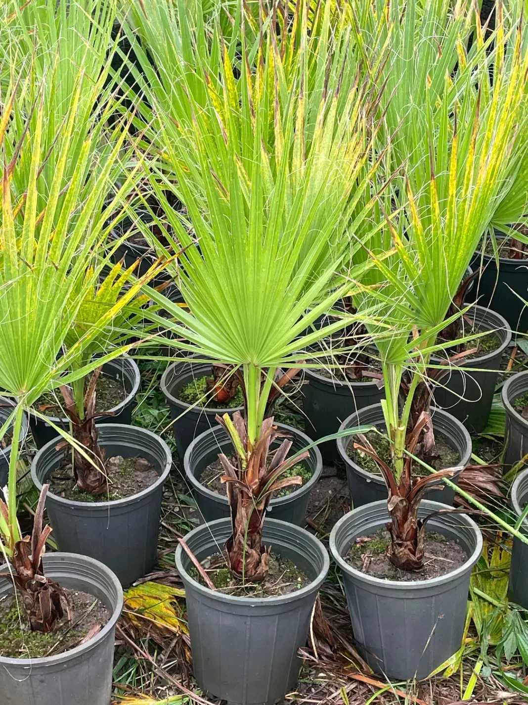 ‌پالم واشنگتن ( حراج)|خدمات باغبانی و درختکاری|سلمان‌شهر, |دیوار