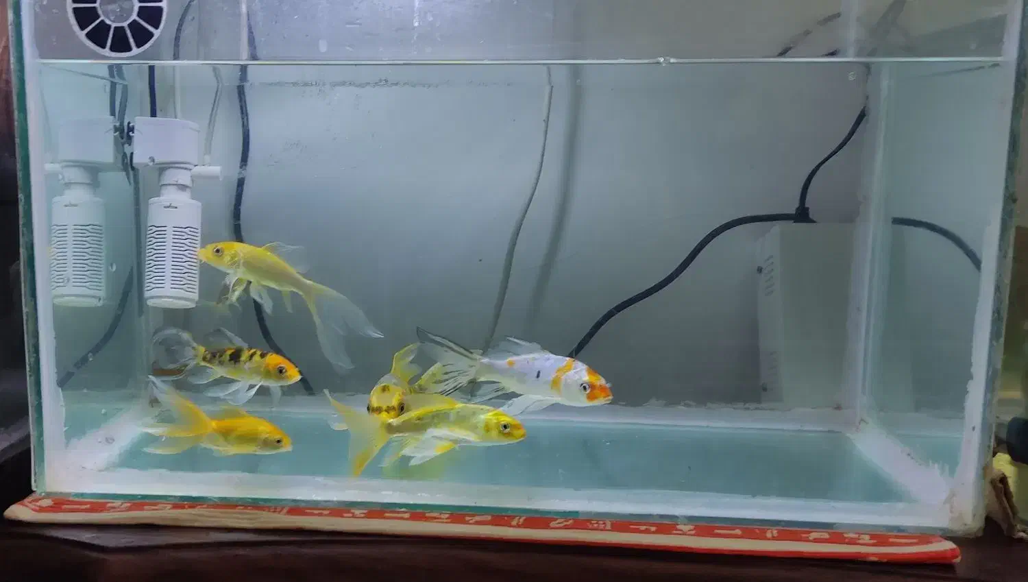 ماهی کوی سوپر باله|ماهی|یزد, |دیوار