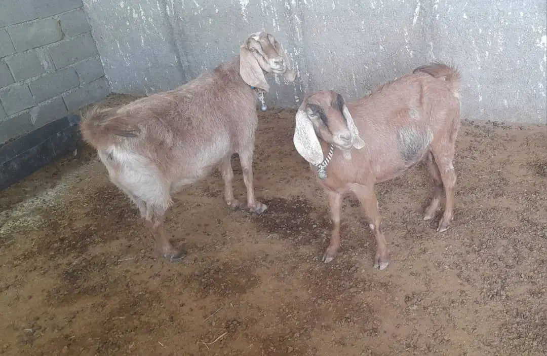 دوبز آبستنبهترین نژاد|حیوانات مزرعه|ملکشاهی, |دیوار