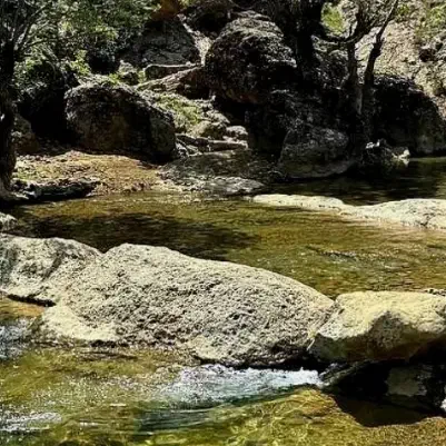 چاله کنی نهال و نهال پسته|خدمات باغبانی و درختکاری|قم, آزادگان|دیوار