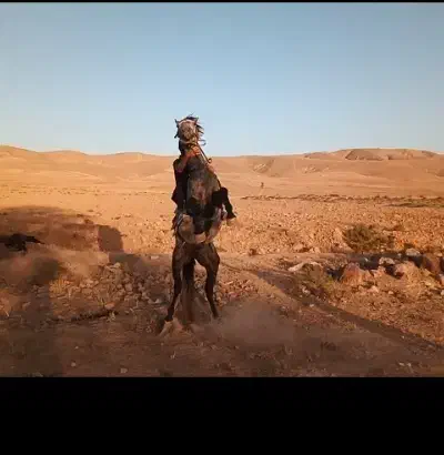 اسب|اسب و تجهیزات اسب‌سواری|قوچان, |دیوار