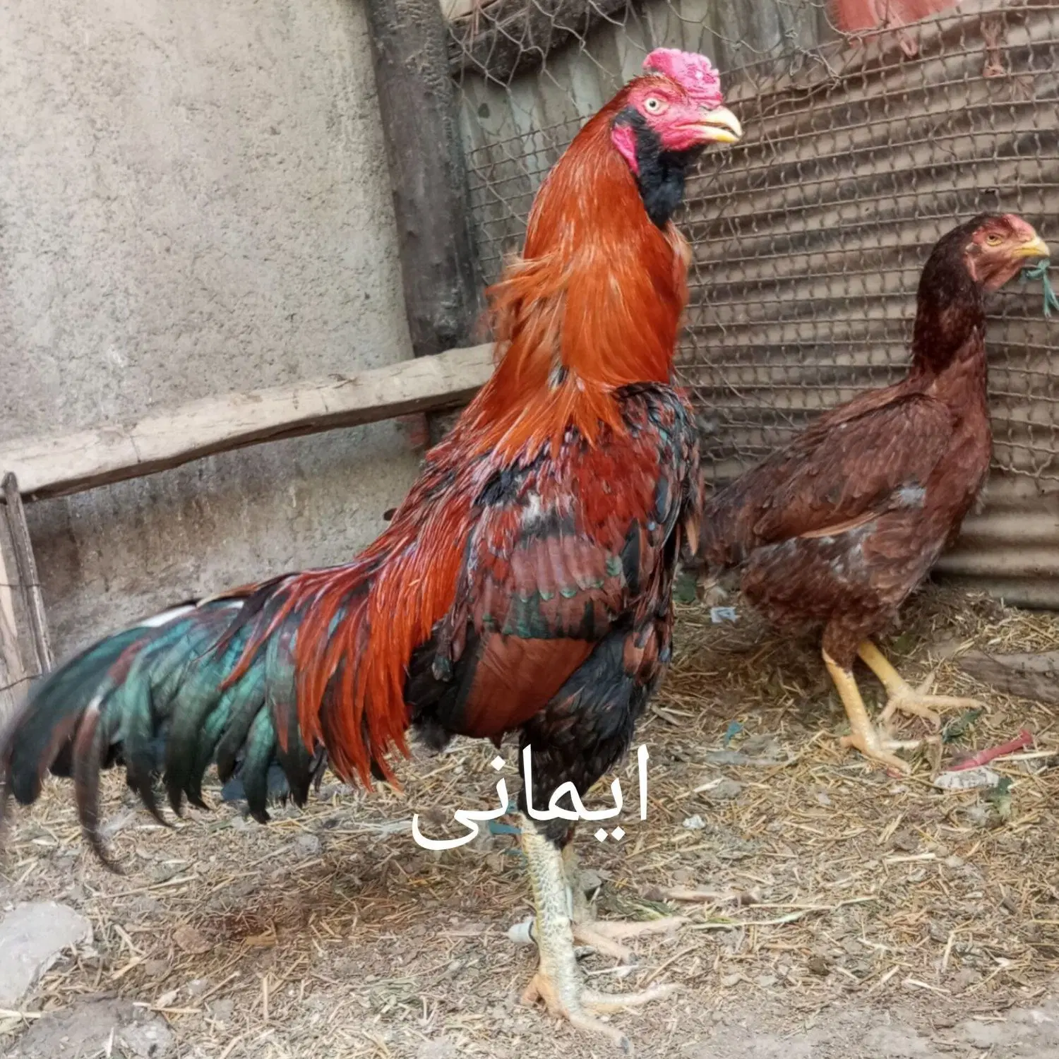 تخم مرغ لاری و جوجه لاری|حیوانات مزرعه|تهران, امیریه|دیوار