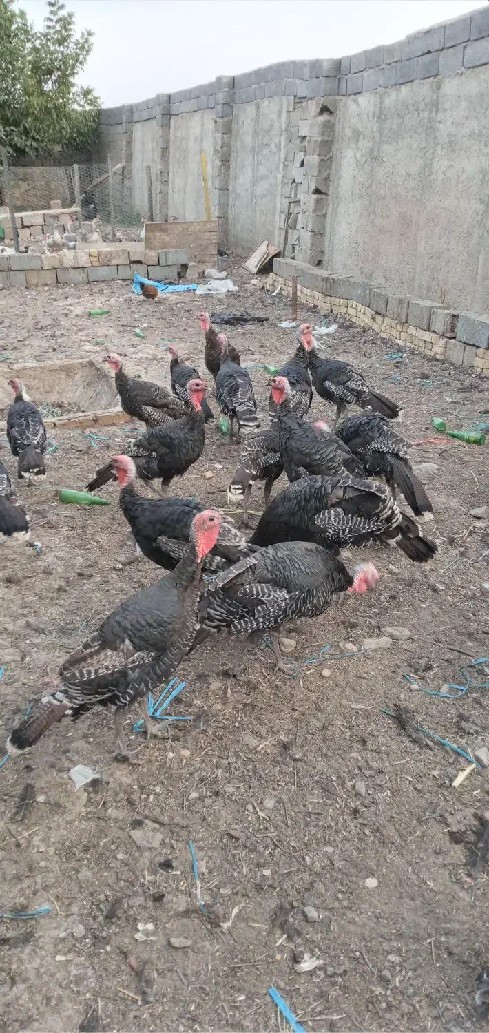 بوقلمون محلی|حیوانات مزرعه|هشتگرد, هشتگرد قدیم|دیوار