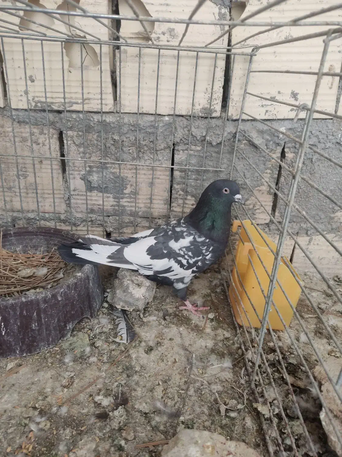 کبوتر|پرنده|یزد, |دیوار