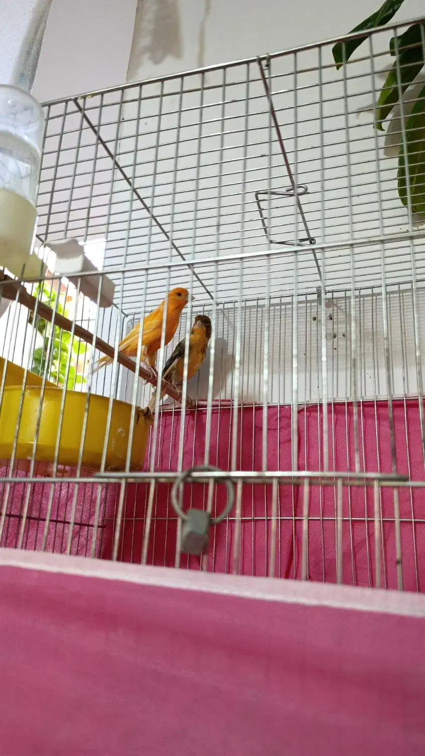 فروش قناری|پرنده|آباده, |دیوار