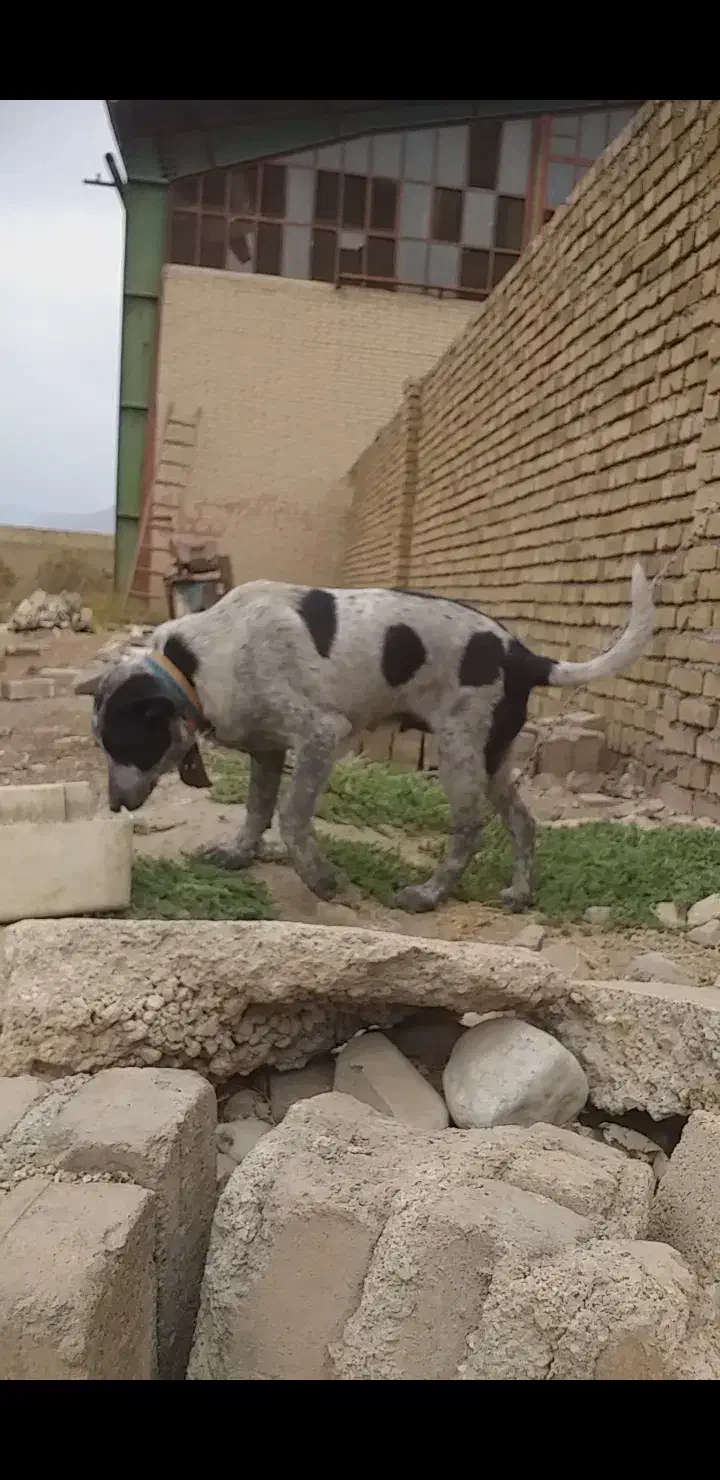 واگزاری توله قدرجونی اصیل|سگ|خرم‌آباد, |دیوار