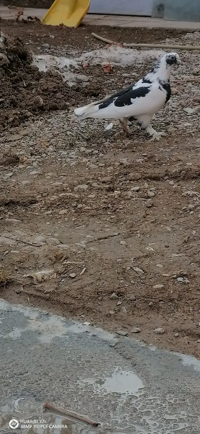 کبوتر سسلی گولی|پرنده|ارومیه, |دیوار