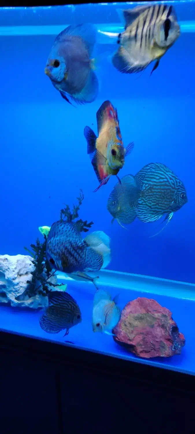 آکواریوم دلسا ۸۰ سانت و ماهی های دیسکس|ماهی|اصفهان, سپاهانشهر|دیوار