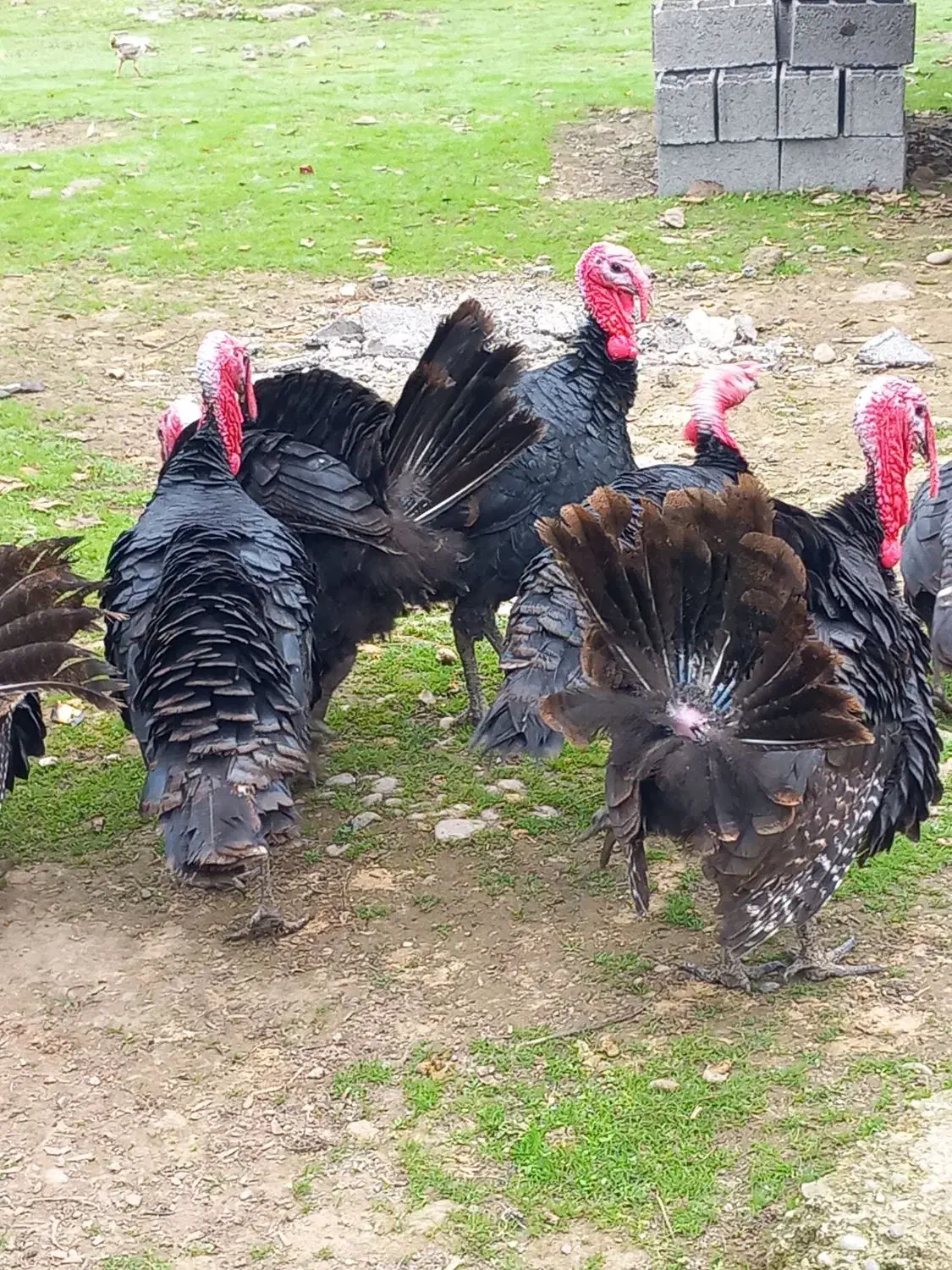 بوقلمون نر وماده|حیوانات مزرعه|سنگر, |دیوار