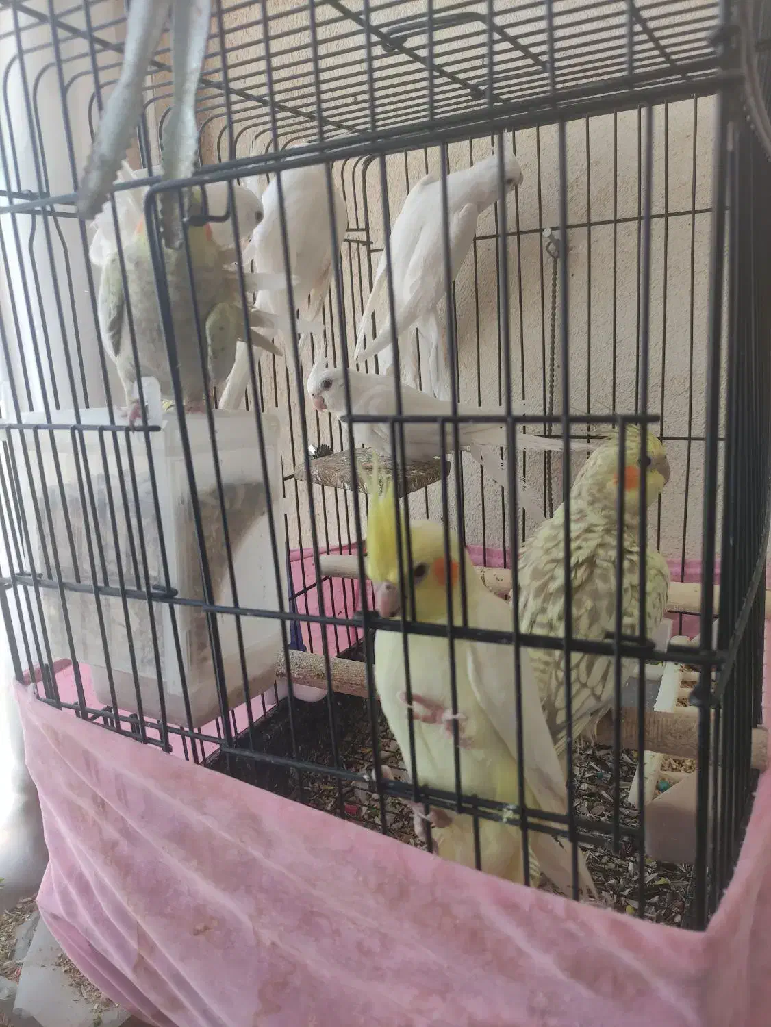 عروس هلندی|پرنده|ملارد, |دیوار