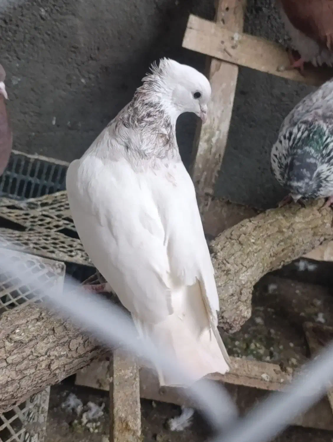 کبوتر نر..|پرنده|سردشت, |دیوار