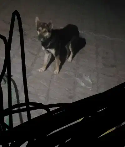 سگ ژرمن ماده|سگ|بم, |دیوار